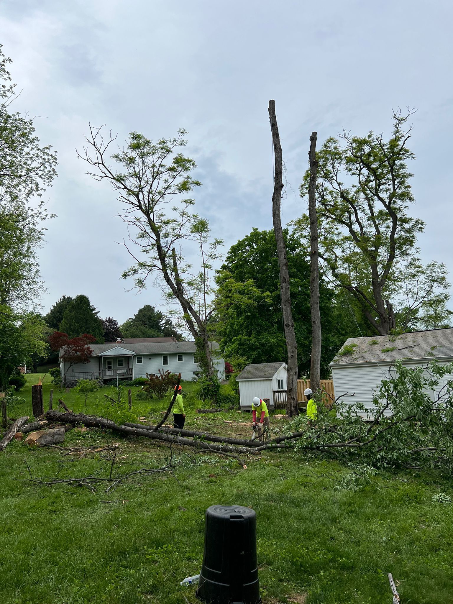 EXPRESS TREE SERVICES 410-501-7997