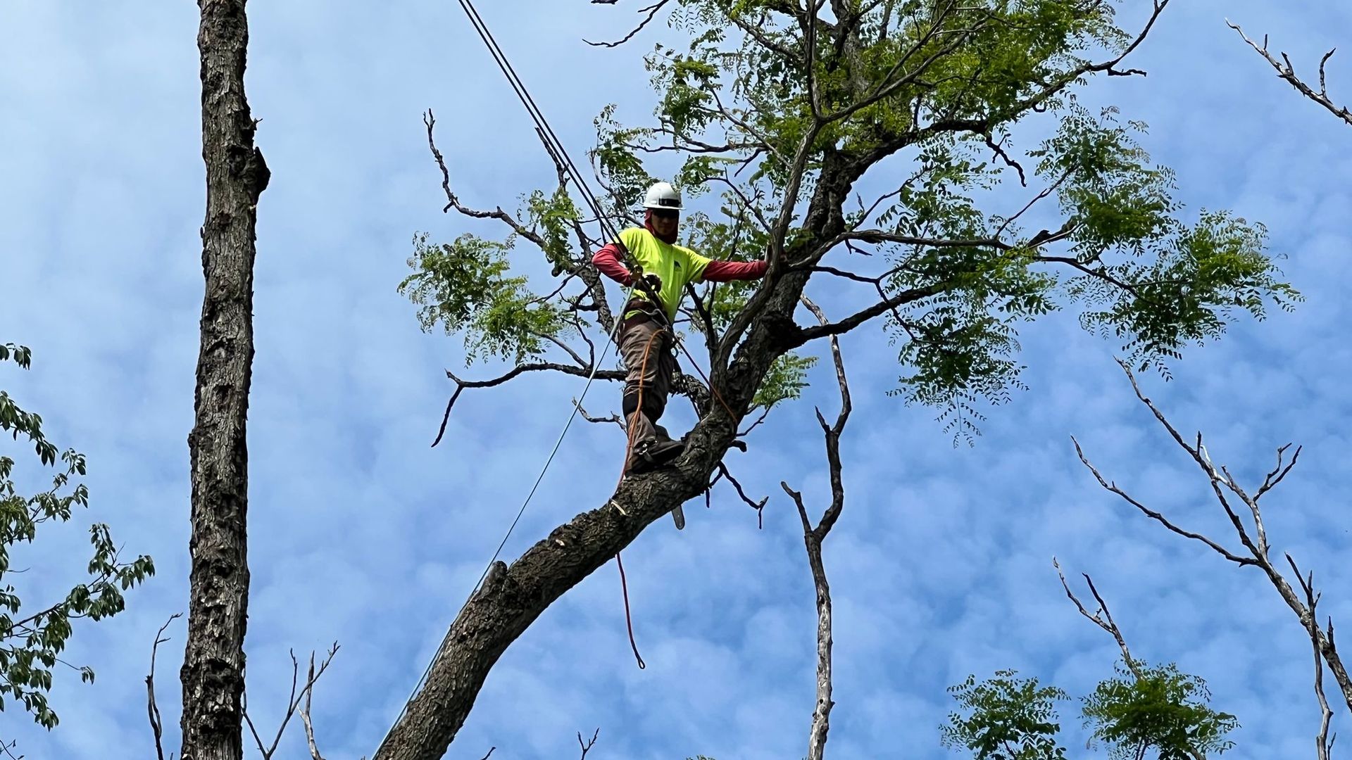 EXPRESS TREE SERVICES 410-501-7997