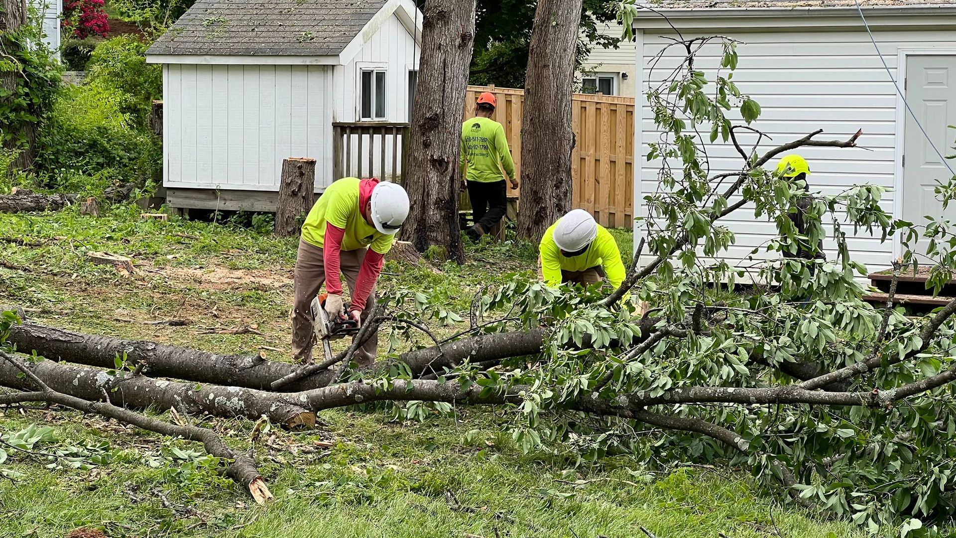 TREE CUTTING 