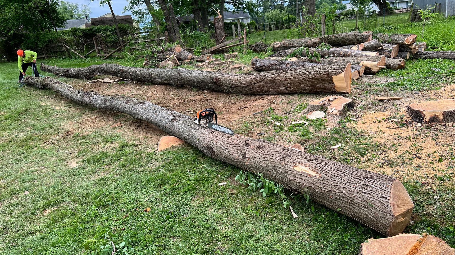 TREE CUTTING 