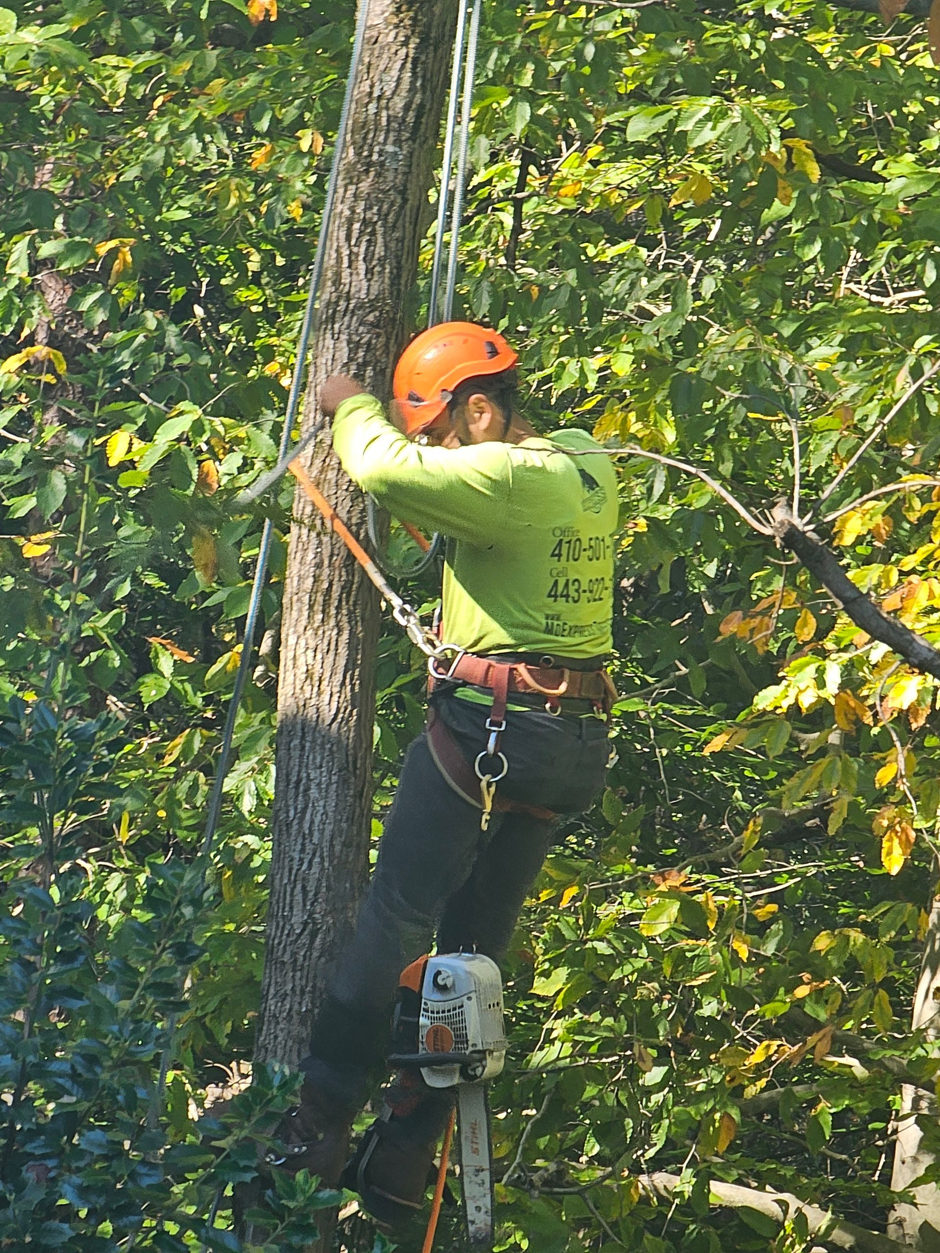 EXPRESS TREE SERVICES 410-501-7997