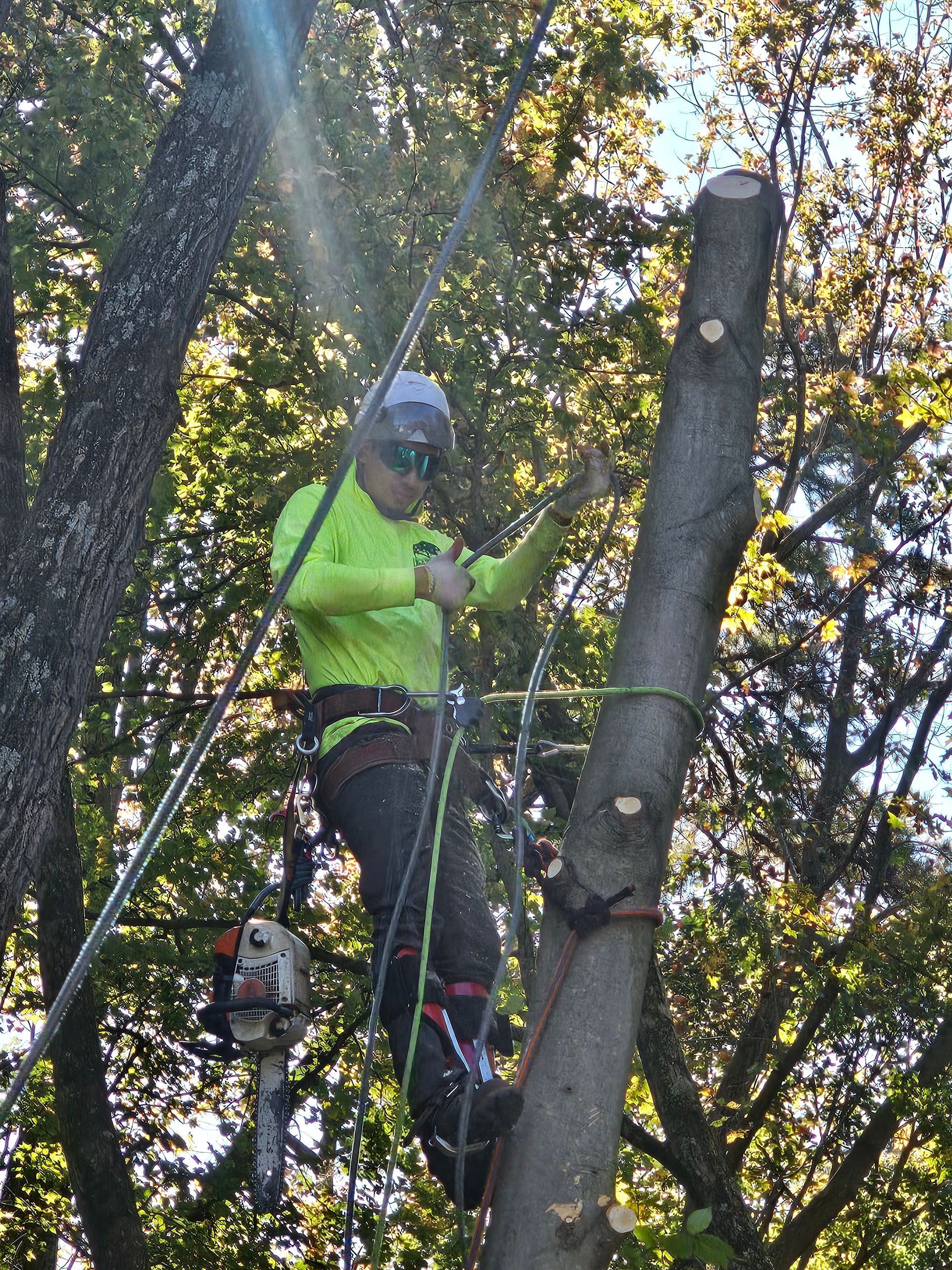 EXPRESS TREE SERVICES 410-501-7997 TREE