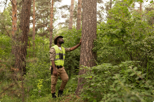 tree expert