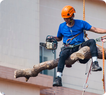 Tree cutting