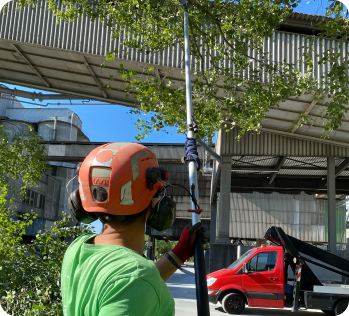 Tree Trimming
