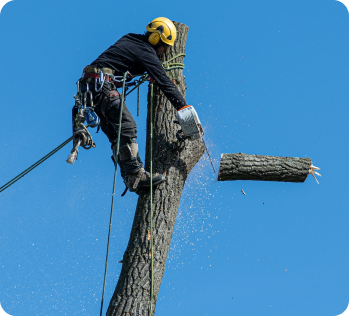 arborist