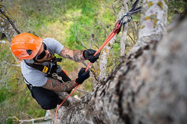 Professional Tree Care