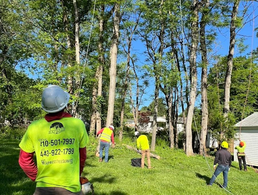 Tree Removal Ser