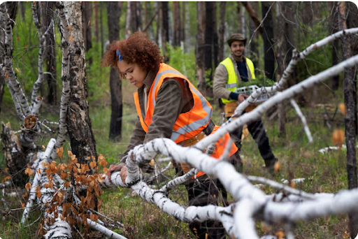 Licensed Tree Expert Identifies Dangerous Trees