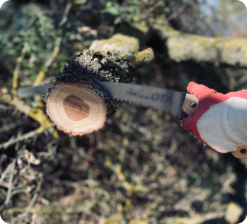 Tree Removal