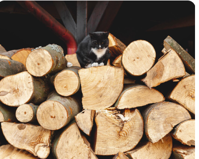 Tree Removal Safety
