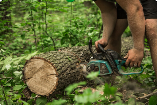 Tree Removal Service MD