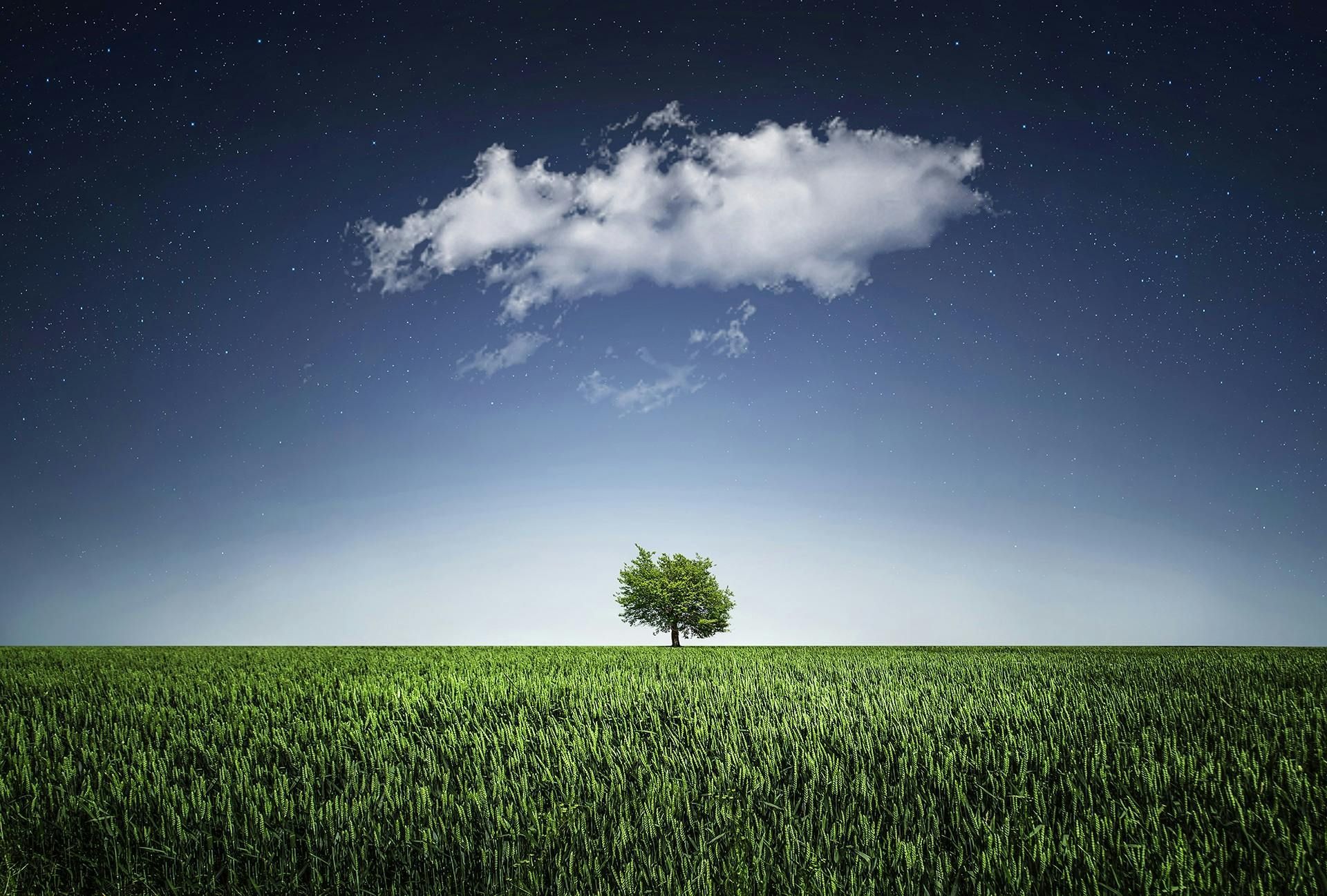 A tree in the middle of a field with a cloud in the sky