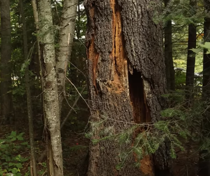 affordable tree removal spartanburg