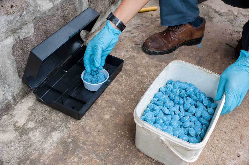 A Person Wearing Blue Gloves Is Pouring Blue Pills Into A Mouse Trap — Suncoast Termite & Pest In Nambour, QLD