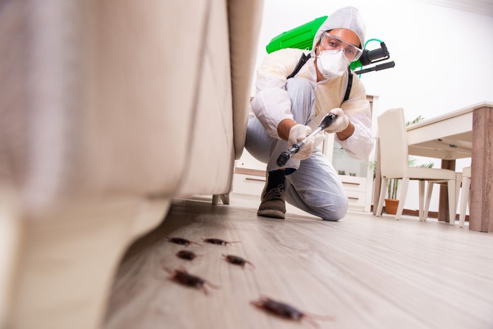 A Man Is Spraying Cockroaches In A Living Room — Suncoast Termite & Pest In Nambour, QLD