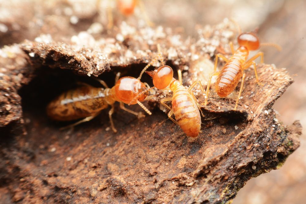 Close Up Of Three Termites On Decaying Wood