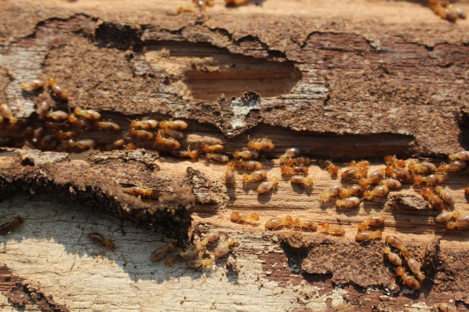 Termite Barriers On The Sunshine Coast