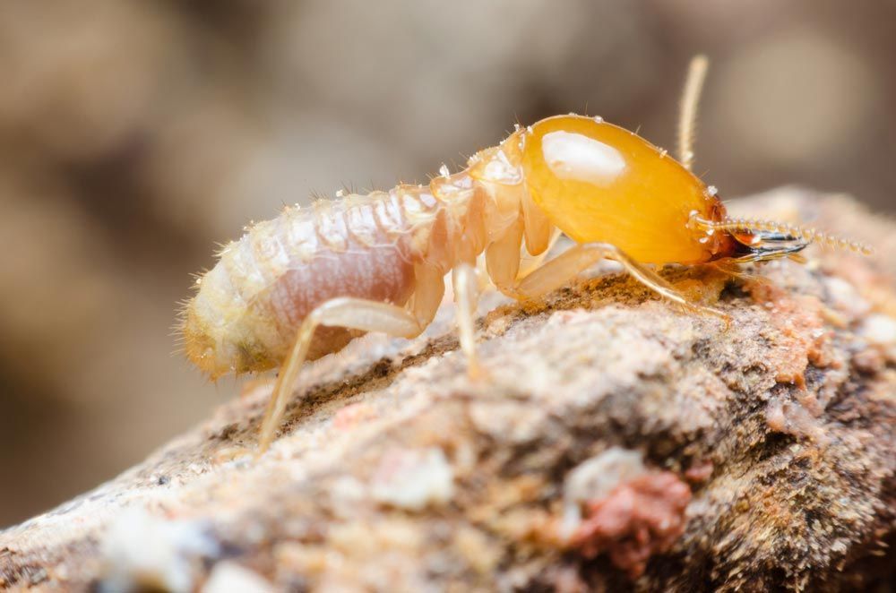 A Termite On A Rotten Wood
