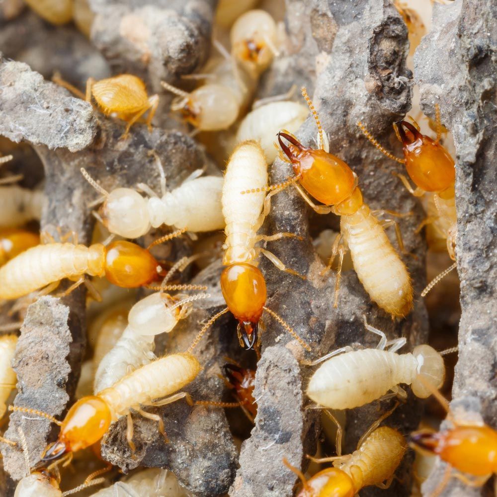 Close-up of termites with pale bodies and orange heads crawling through soil and wood debris.