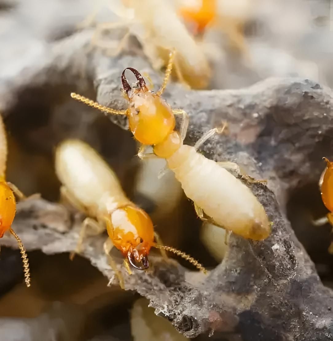 A Group Of Termites Are Sitting On A Piece Of Wood — Suncoast Termite & Pest In Nambour, QLD