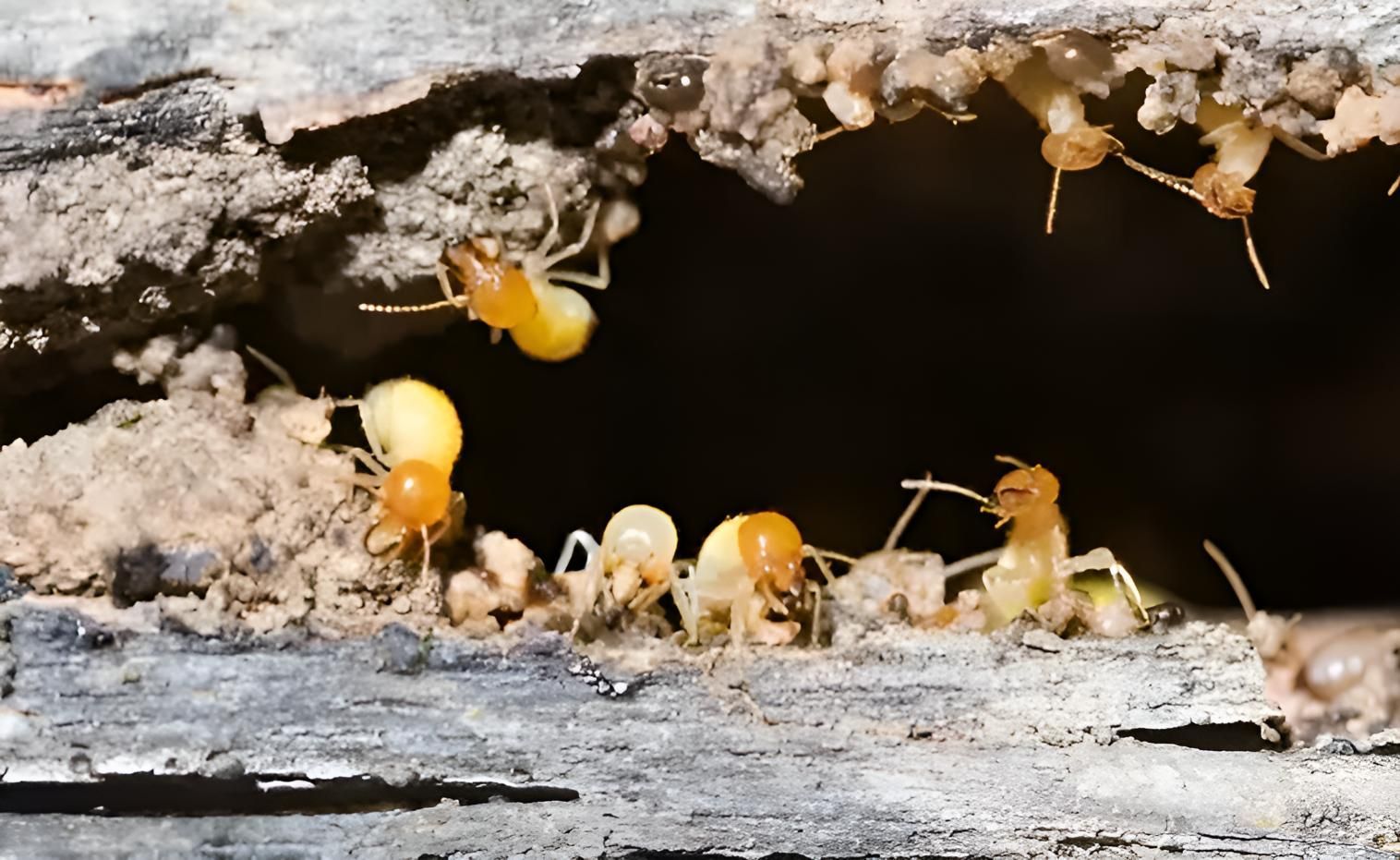 A Group Of Termites Are Crawling On A Piece Of Wood — Suncoast Termite & Pest In Nambour, QLD