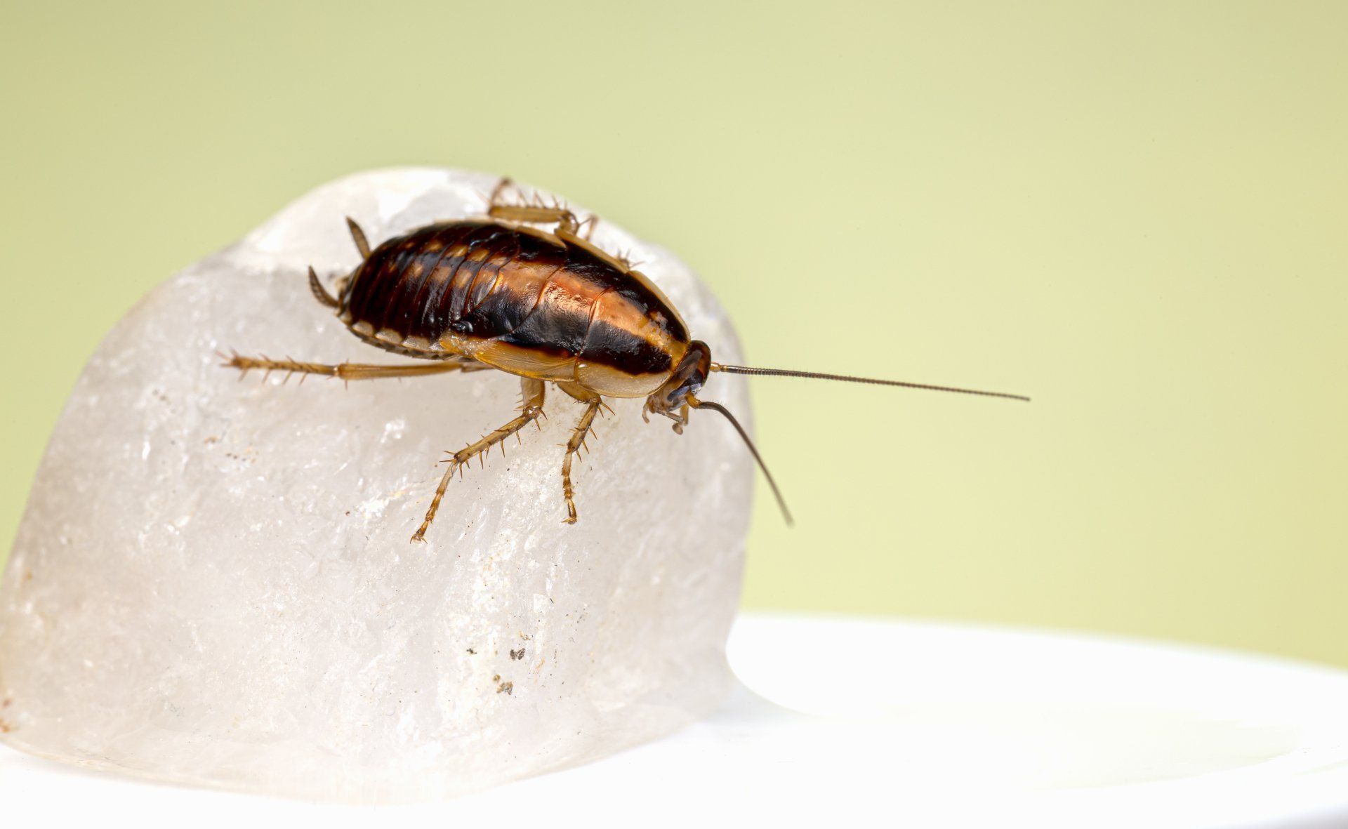 A Cockroach Is Sitting On Top Of A Piece Of Ice Summer Pests to Look Out For on the Sunshine Coast