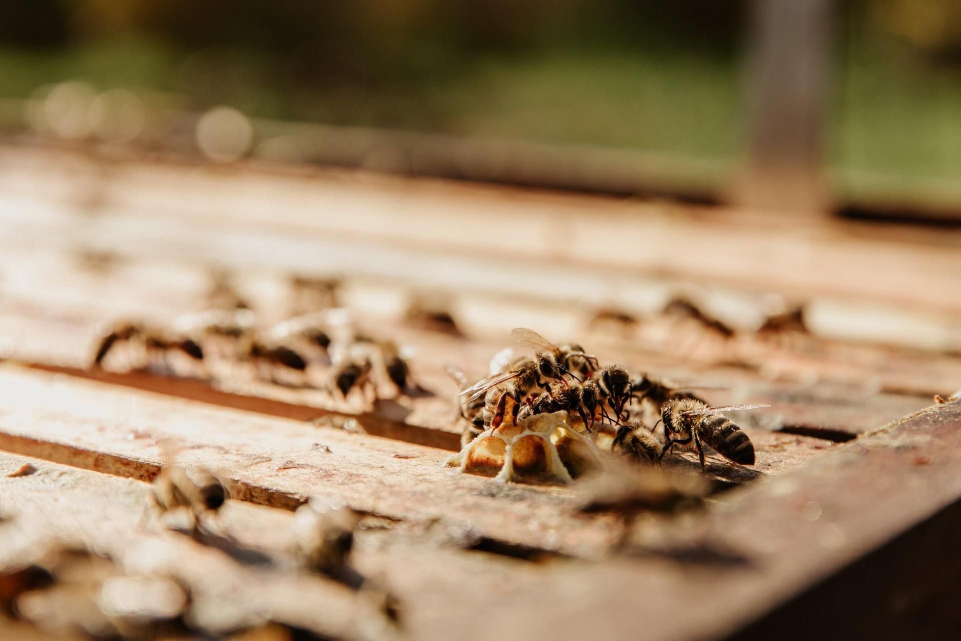 A Group Of Bees Are Sitting On Top Of A Wooden Hive — Suncoast Termite & Pest In Nambour, QLD