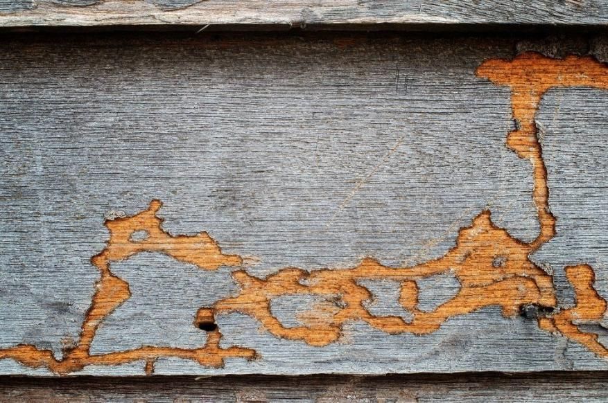 A Close Up Of A Piece Of Wood With Termites Coming Out Of It — Suncoast Termite & Pest In Nambour, QLD