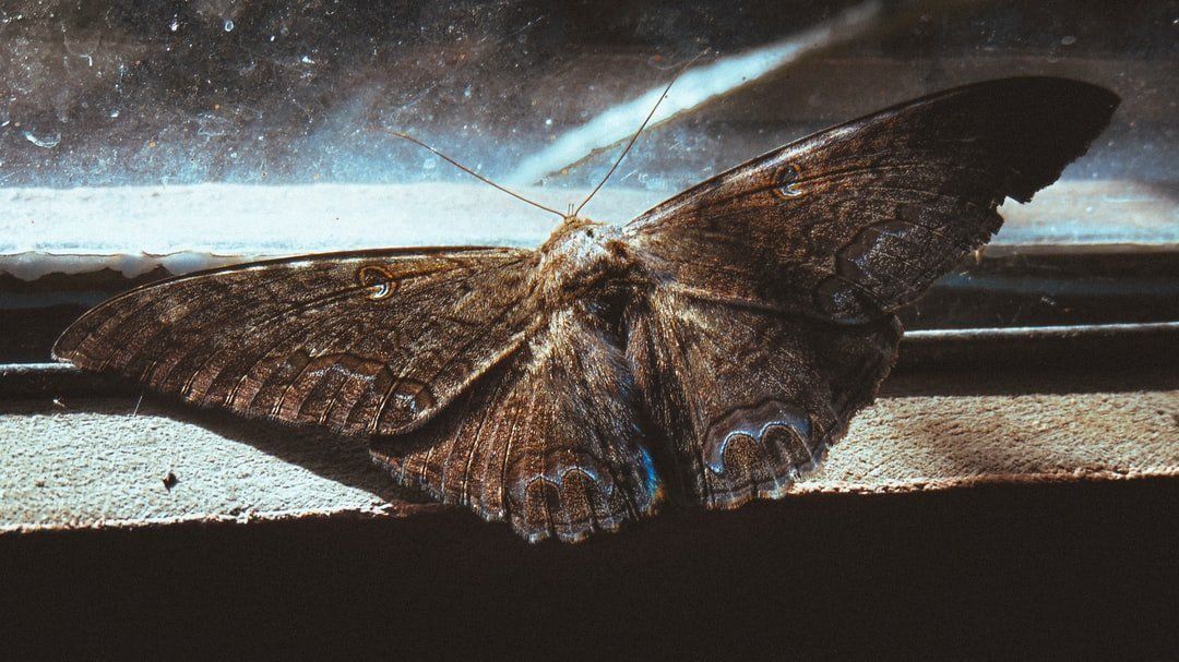 A Close Up Of A Moth Sitting On A Window Sill — Suncoast Termite & Pest In Nambour, QLD