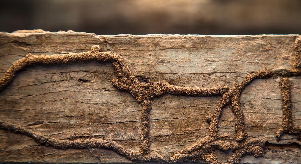 Termites Are Crawling On A Piece Of Wood — Suncoast Termite & Pest In Nambour, QLD