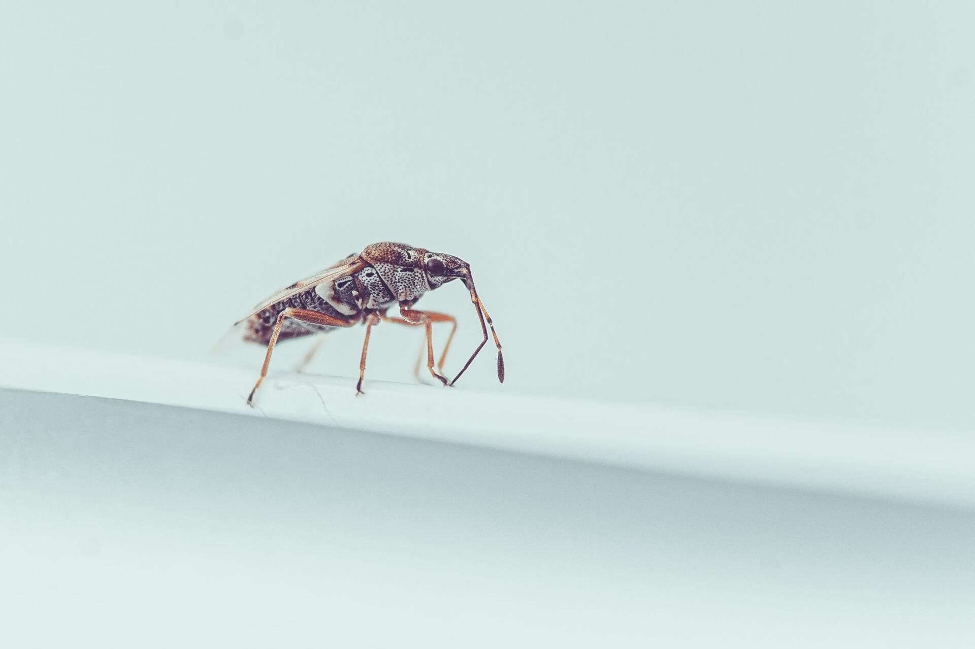 A Close Up Of A Bug On A White Surface — Suncoast Termite & Pest In Nambour, QLD