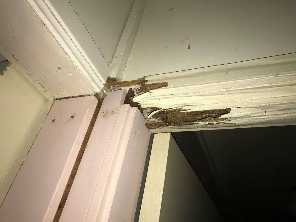A Corner Of A Door That Has Been Damaged By Termites — Suncoast Termite & Pest In Nambour, QLD