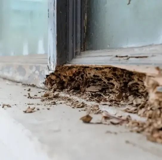 A Close Up Of Termites Eating A Piece Of Wood Next To A Window — Suncoast Termite & Pest In Nambour, QLD