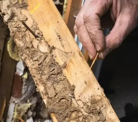 A Person Is Holding A Piece Of Wood With A Toothpick In It — Suncoast Termite & Pest In Nambour, QLD
