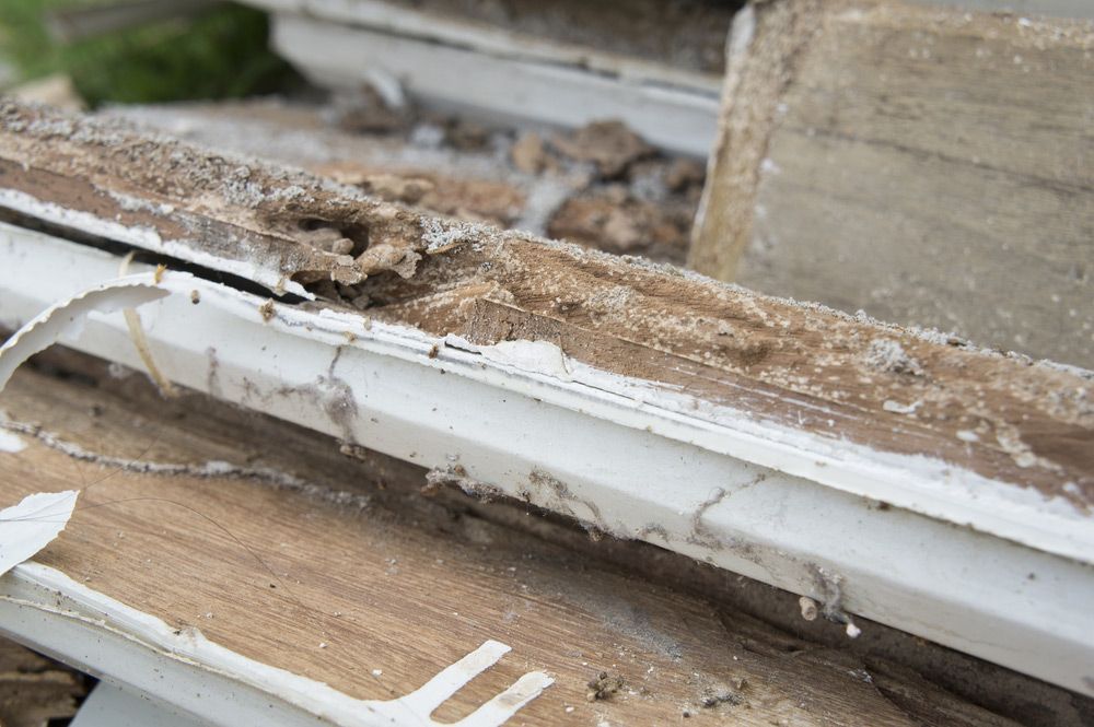 Termite Damage on Wood