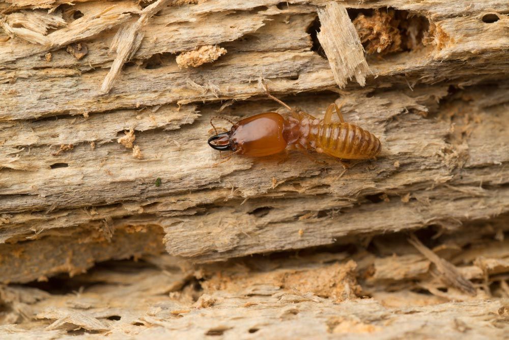 Termite On A Wood