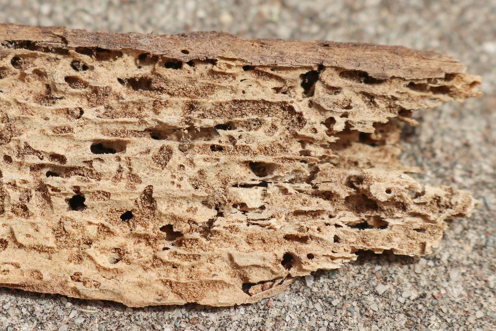 termite damaged wood