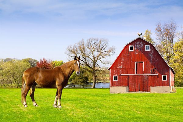 A horse is standing in a grassy field in front of a red barn.
