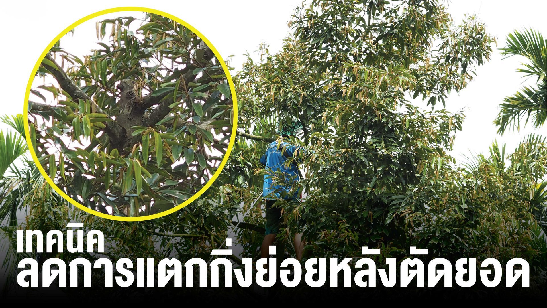 การทา NAA เข้มข้นจะยับยั้งการเกิดตาข้างหรือกิ่งแขนง-กิ่งน้ำค้าง หลังตัดยอดกิ่งกระโดงได้ราว 5-6 เดือน