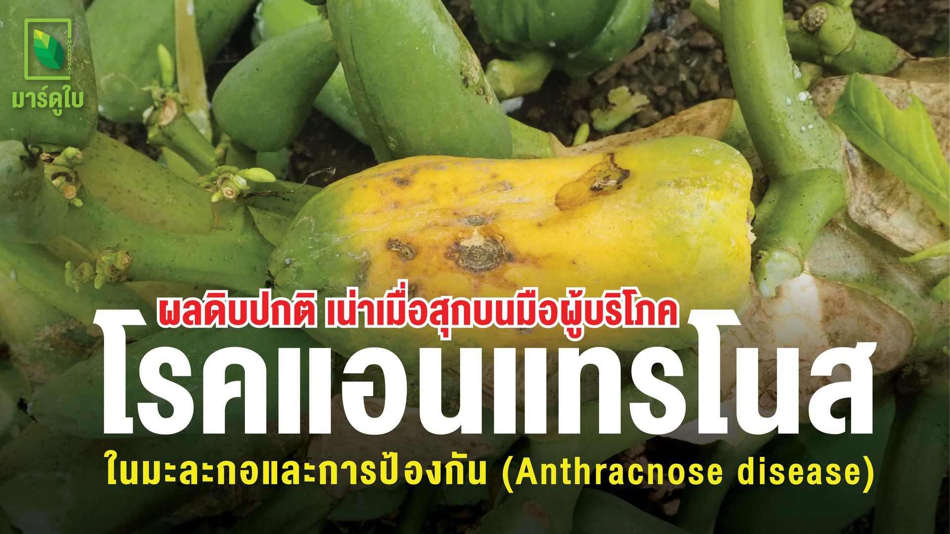 โรคแอนแทรคโนสในผลมะละกอ ปัญหาที่สำคัญคือ ก่อให้เกิดแผลเน่าบุ๋มในระยะสุกแก่หรือผลเปลี่ยนสี