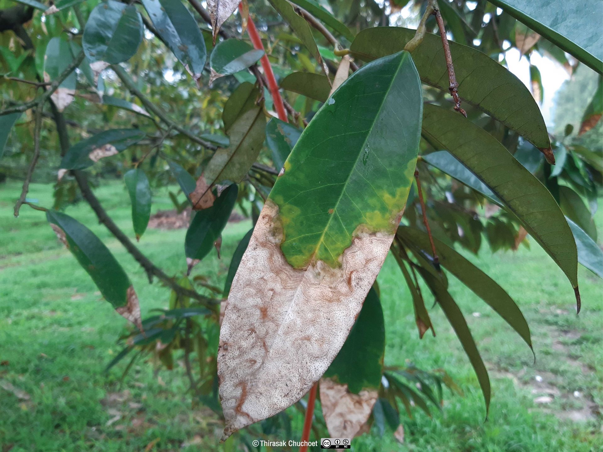 โรคใบไหม้แอนแทรคโนสในทุเรียน (Anthracnose leaf blight) ทำให้เกิดอาการใบไหม้รุนแรงโดยเฉพาะในฤดูแล้ง และสามารถทำให้เกิดอาการใบหลุดร่วงได้มากถึง 40-90% ของใบแก่