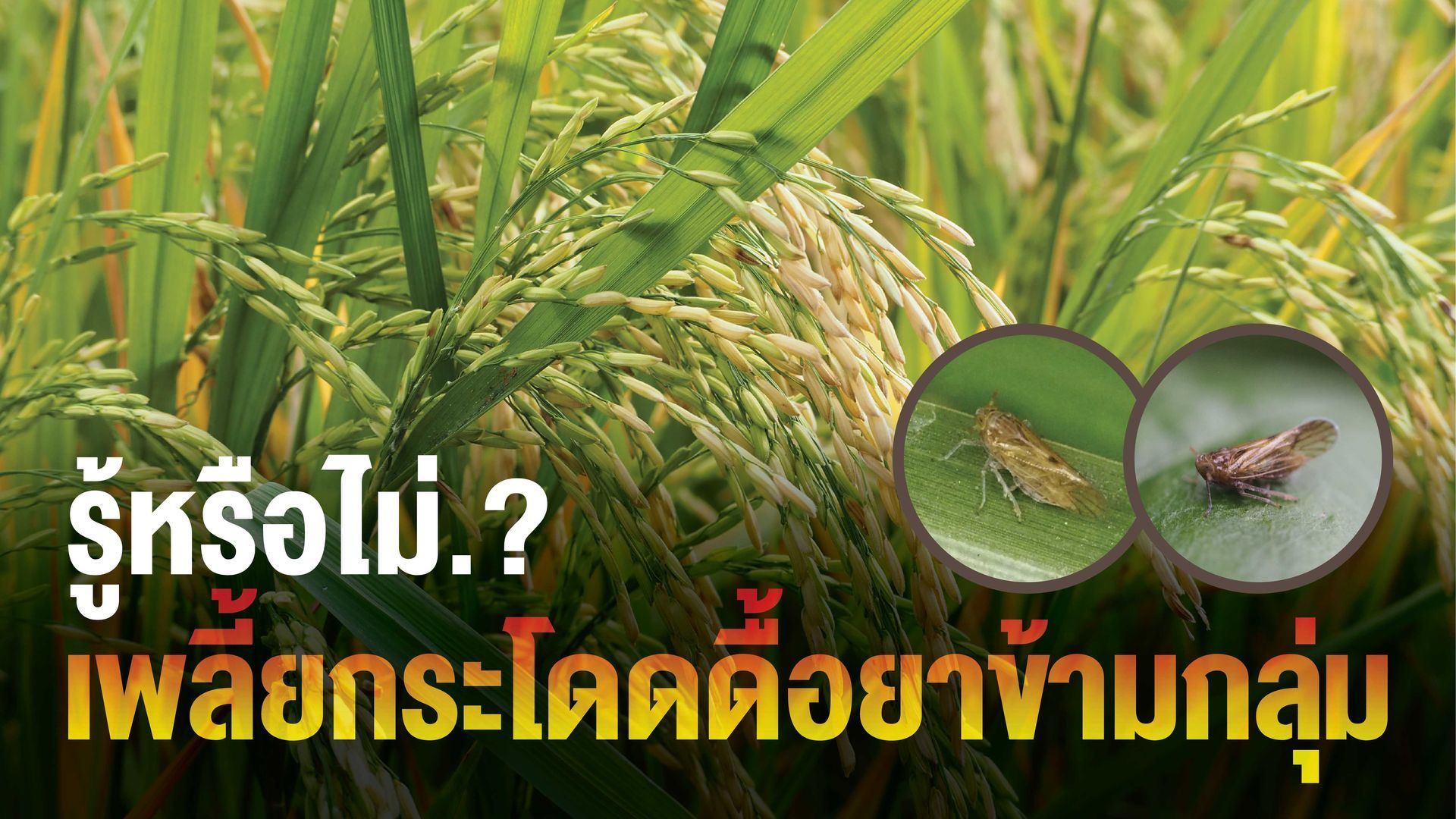 หรือ.? เพลี้ยจักจั่นฝอยทุเรียน​จะเป็นรายถัดไป​ เพราะเพลี้ยทั้งคู่อยู่ในอันดับเฮมิพเทอร่า (Hemiptera)