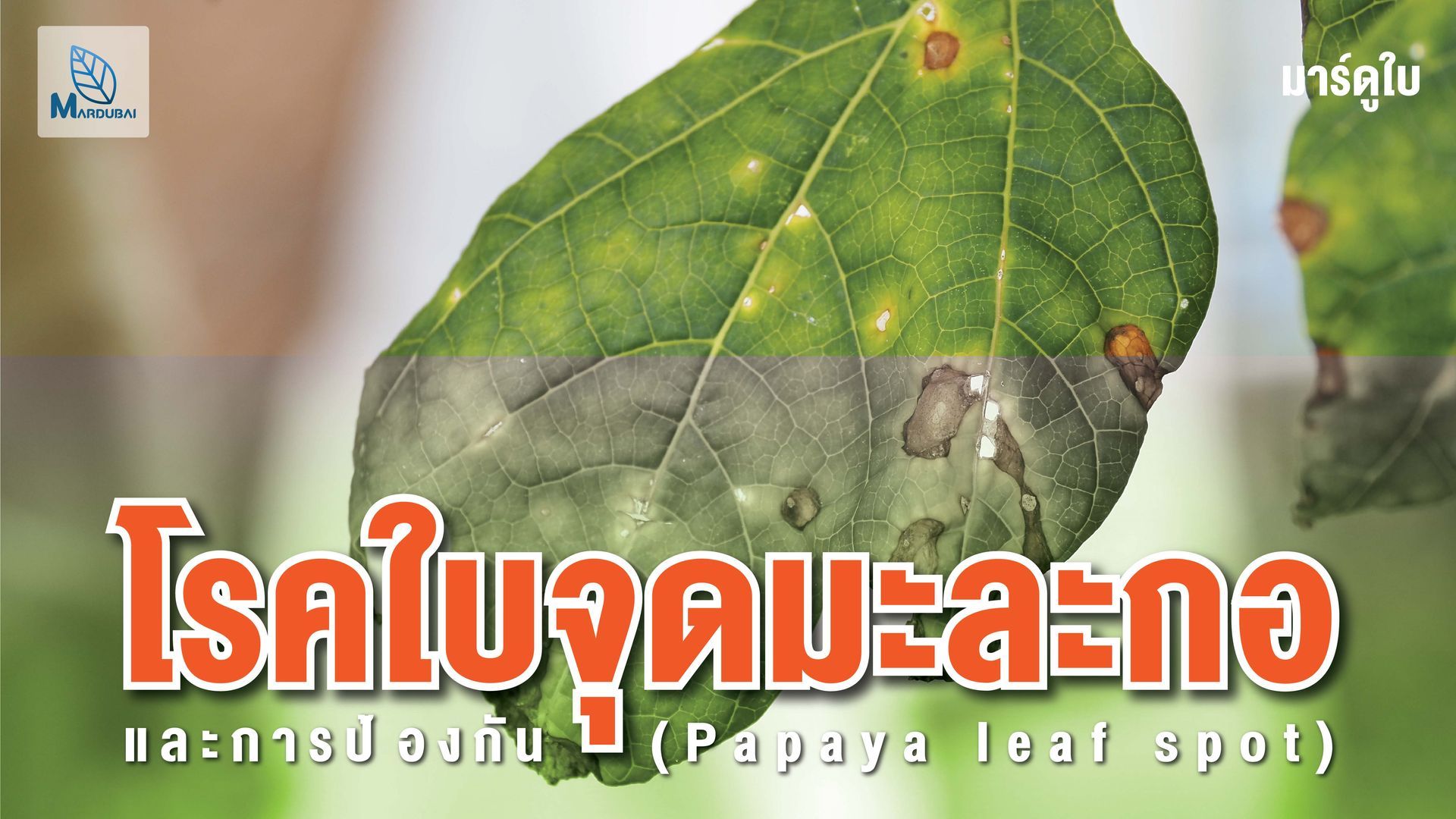 โรคใบจุดมะละกอเป็นปัญหาที่เกิดขึ้นบ่อย การป้องกัน-กำจัดโรคควรใช้สารป้องกันกำจัดโรคพืชอย่างเหมาะสม