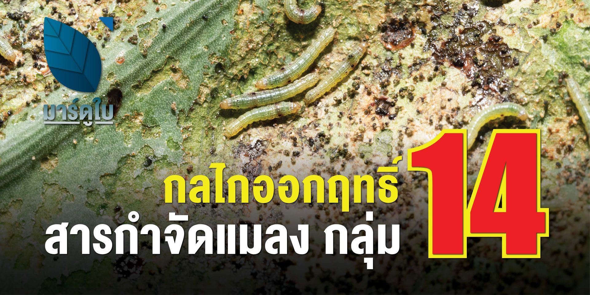 คาร์เทปไฮโดรคลอไรด์ กลไกออกฤทธิ์ต่อระบบประสาทและกล้ามเนื้อ ทำให้กล้ามเนื้ออ่อนแรง เป็นอัมพาต