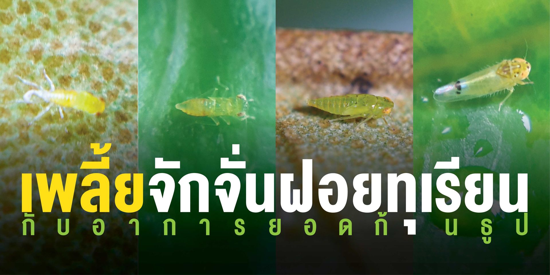 เพลี้ยจักจั่นฝอยทำให้ใบอ่อนไหม้ ม้วนงอ คล้ายถูกน้ำร้อนลวก (hopper burn) ใบอ่อนหลุดร่วง
