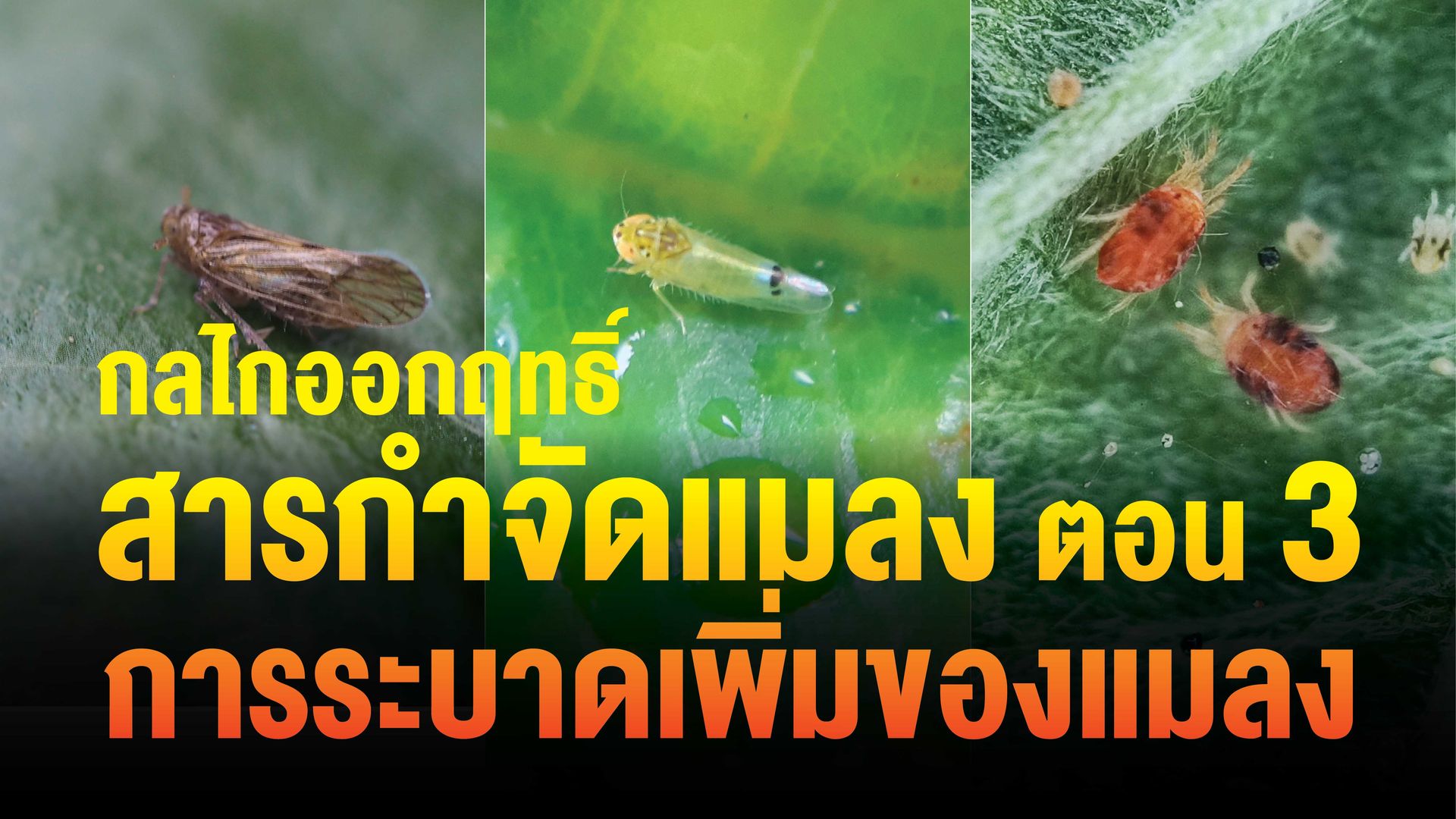 การระบาดเพิ่มของแมลง เป็นผลมาจากการใช้สารเคมีกำจัดศัตรูพืชและรุนแรงมากกว่าก่อนใช้ยา