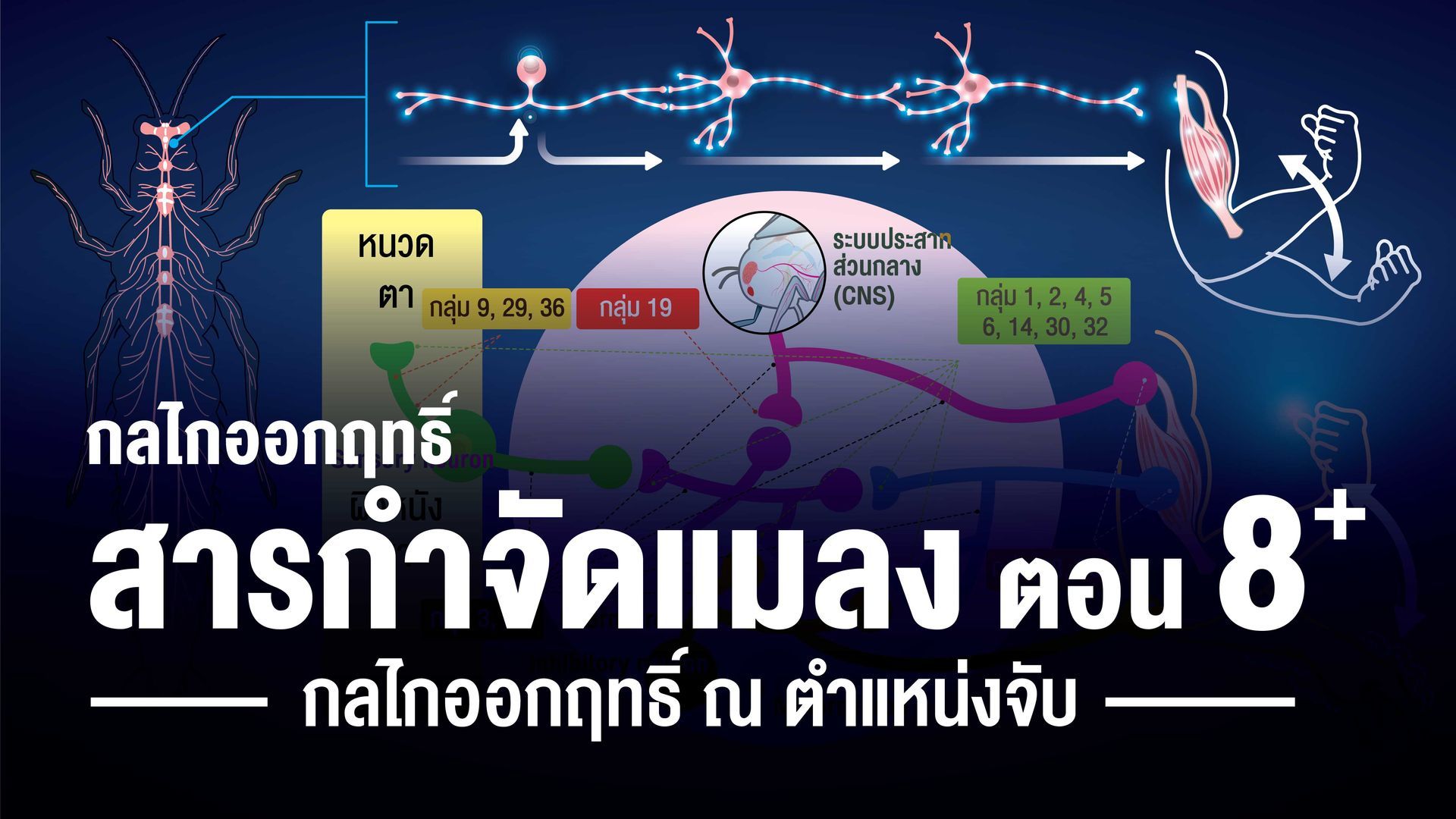 ยาแมลงกลุ่ม 2B (ฟิโพรนิล, อิทิโพรล) ออกฤทธิ์ต่อระบบประสาทและกล้ามเนื้อ ที่ช่องโปรตีนกาบาคลอไรด์