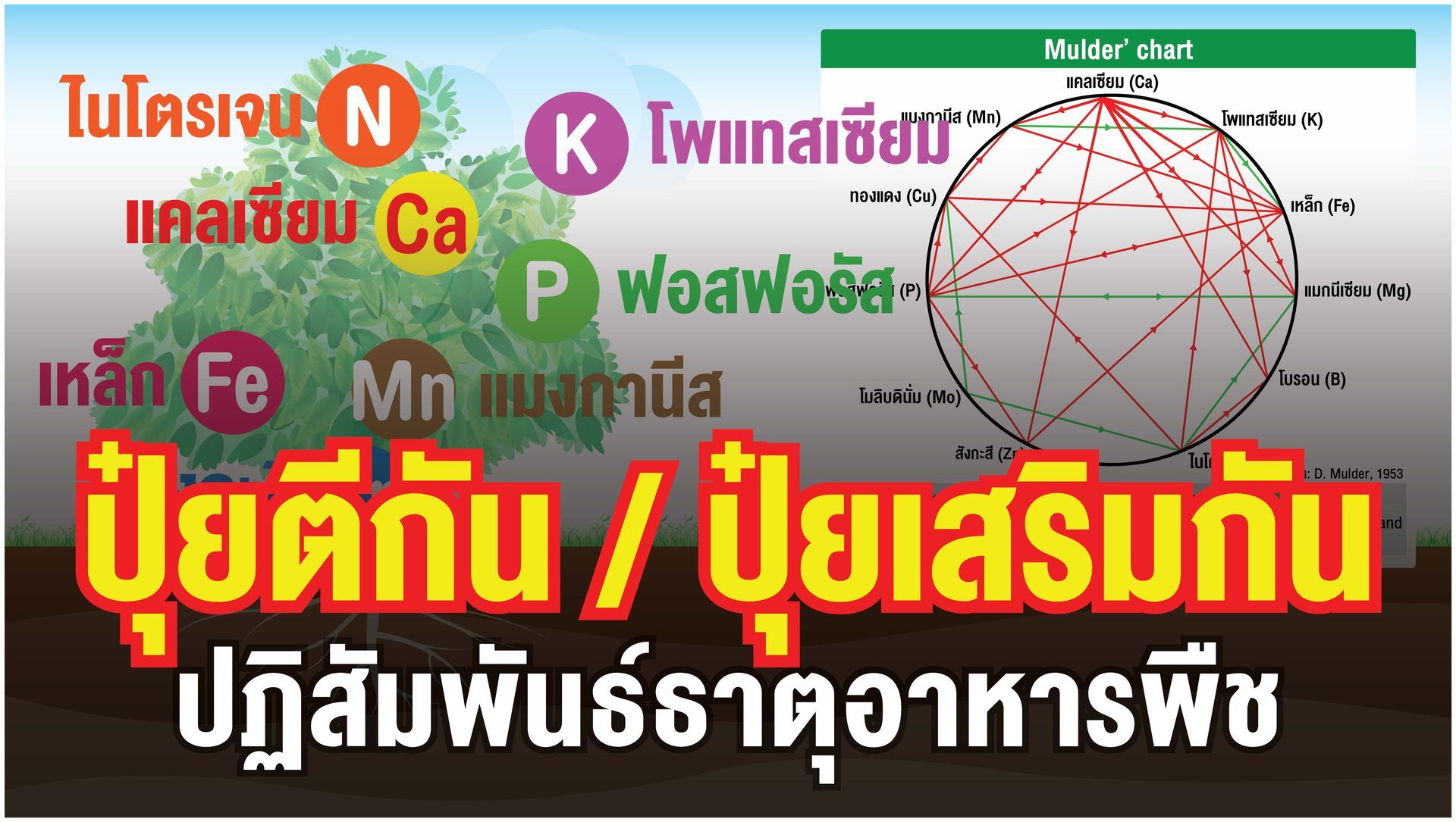 ปฏิสัมพันธ์ของธาตุอาหารพืช แสดงให้เห็นถึงความสัมพันธ์ระหว่างธาตุอาหารพืชในแง่ของการเจริญเติบโต