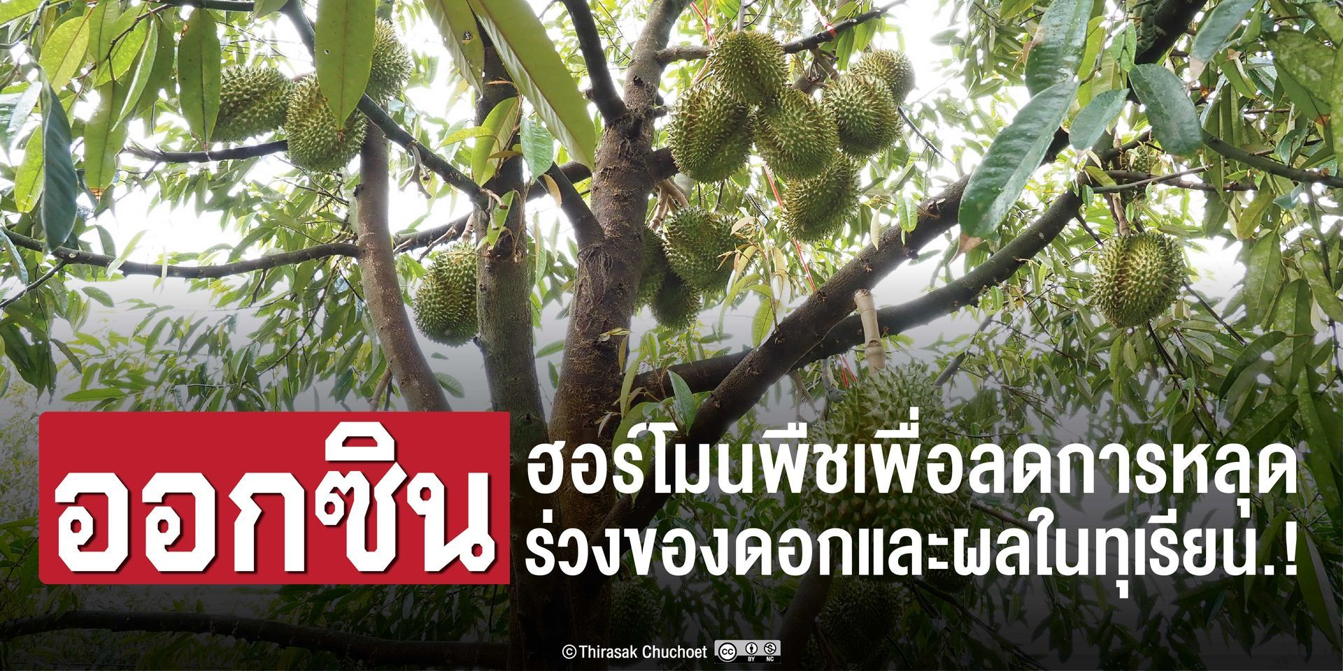 การใช้ฮอร์โมนพืชเสมือนดาบ 2 คม ใช้น้อยไม่เกิดผล-ใช้มากโทษอนันต์ และไม่มีสารใดเพียงชนิดเดียวให้ผล
